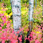 Birch Tree within a Fall Embrace 2