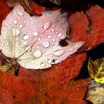 dewdrops on maple leaf