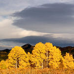 Golden Trees at Steamboat Lake
