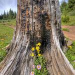 Tree Stump - Shrine Pass