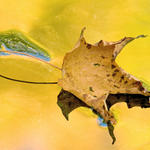 Maple leaf in sunbake 1