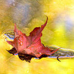 Maple leaf in sunbake mirage