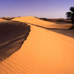 Sahara Wilderness