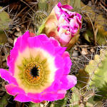 Cactus-Bloom-in-Blue
