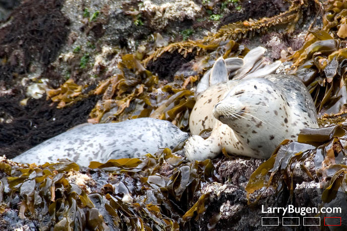 Harbour Seal in Love