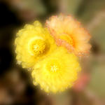 Blurred Flowers 2