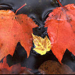 Two-Red-Maple-Leaves-in-wat